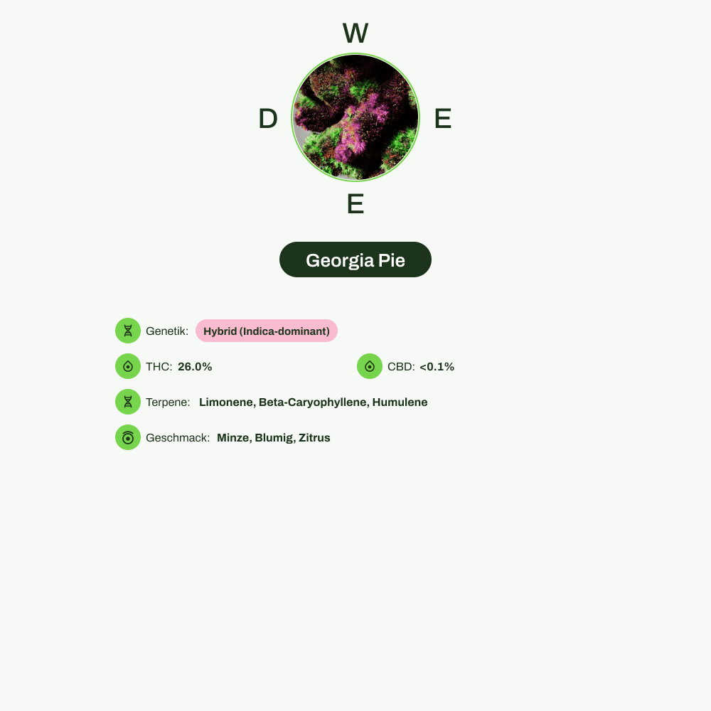 Infografik über THC-Gehalt, CBD-Gehalt, Terpene, Wirkungen, Geschmack von Georgia Pie