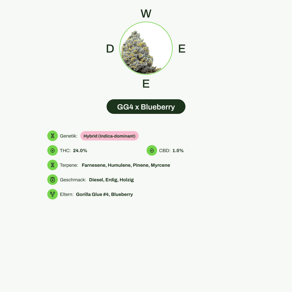 Infografik über THC-Gehalt, CBD-Gehalt, Terpene, Wirkungen, Geschmack von GG4 x Blueberry