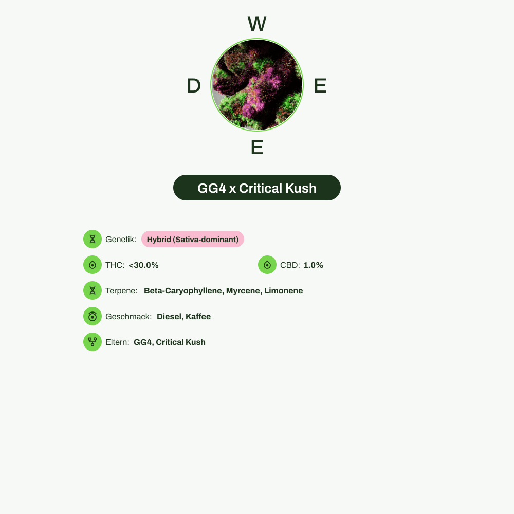 Infografik über THC-Gehalt, CBD-Gehalt, Terpene, Wirkungen, Geschmack von GG4 x Critical Kush