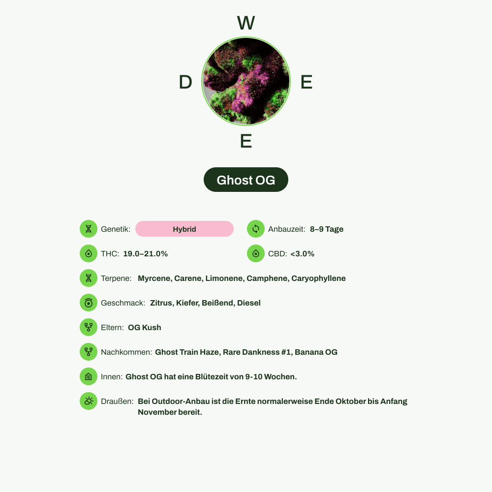 Infografik über THC-Gehalt, CBD-Gehalt, Terpene, Wirkungen, Geschmack von Ghost OG