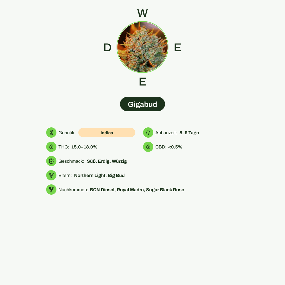 Infografik über THC-Gehalt, CBD-Gehalt, Wirkungen, Geschmack von Gigabud