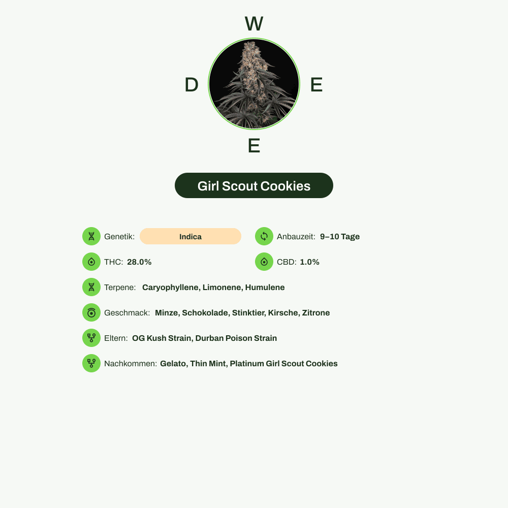 Infografik über THC-Gehalt, CBD-Gehalt, Terpene, Wirkungen, Geschmack von Girl Scout Cookies