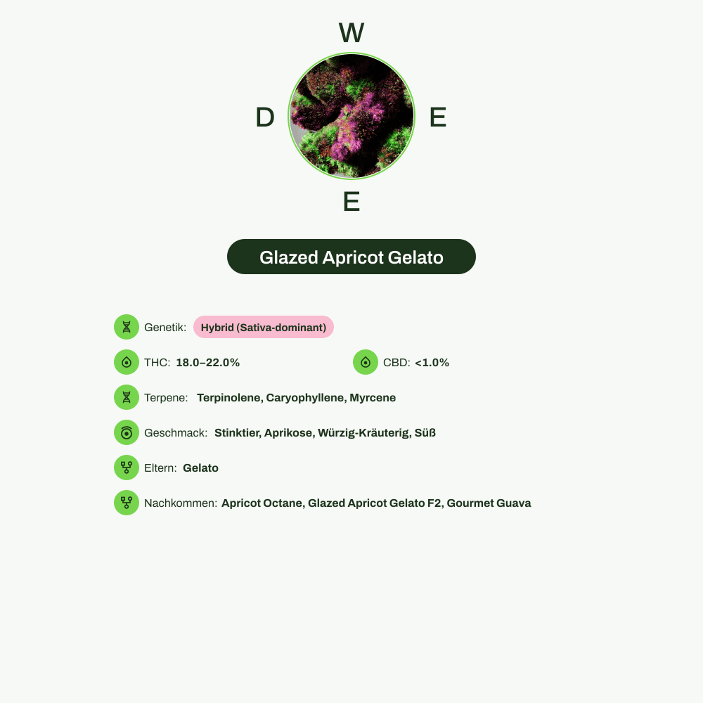 Infografik über THC-Gehalt, CBD-Gehalt, Terpene, Wirkungen, Geschmack von Glazed Apricot Gelato