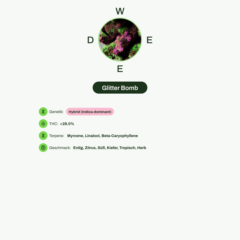 Infografik über THC-Gehalt, CBD-Gehalt, Terpene, Wirkungen, Geschmack von Glitter Bomb