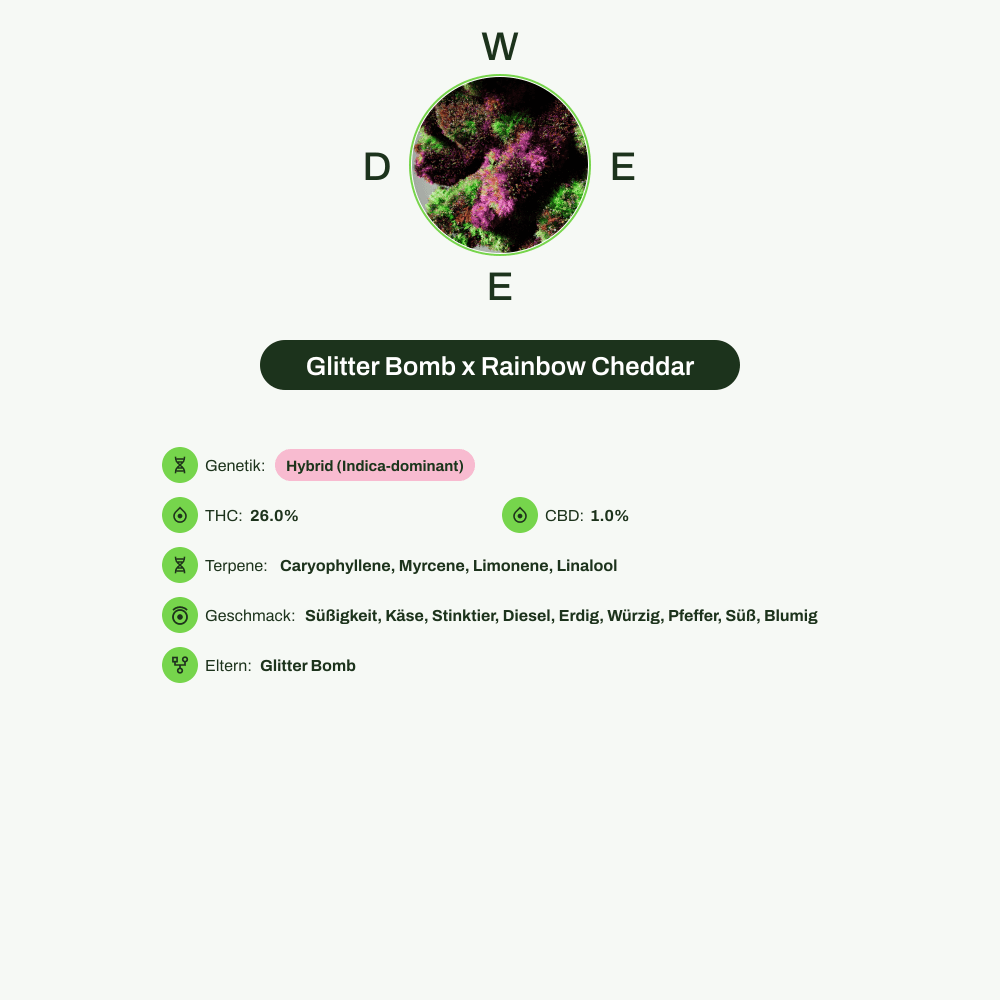 Infografik über THC-Gehalt, CBD-Gehalt, Terpene, Wirkungen, Geschmack von Glitter Bomb x Rainbow Cheddar