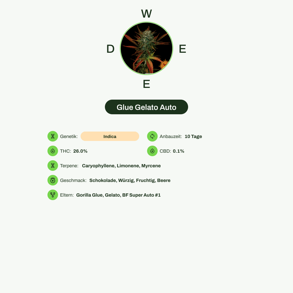 Infografik über THC-Gehalt, CBD-Gehalt, Terpene, Wirkungen, Geschmack von Glue Gelato Auto
