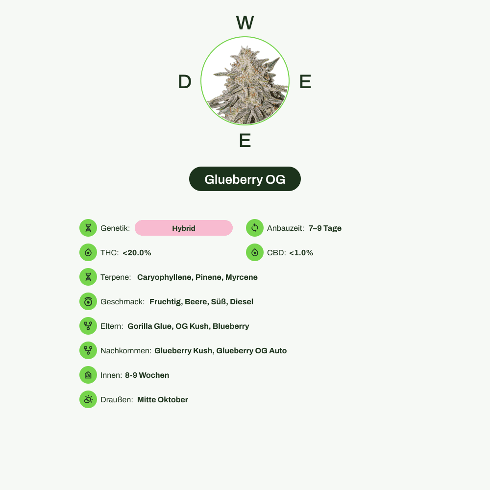 Infografik über THC-Gehalt, CBD-Gehalt, Terpene, Wirkungen, Geschmack von Glueberry OG