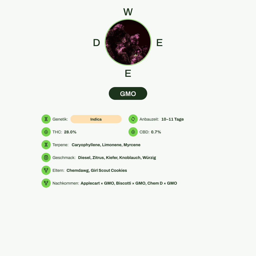 Infografik über THC-Gehalt, CBD-Gehalt, Terpene, Wirkungen, Geschmack von GMO