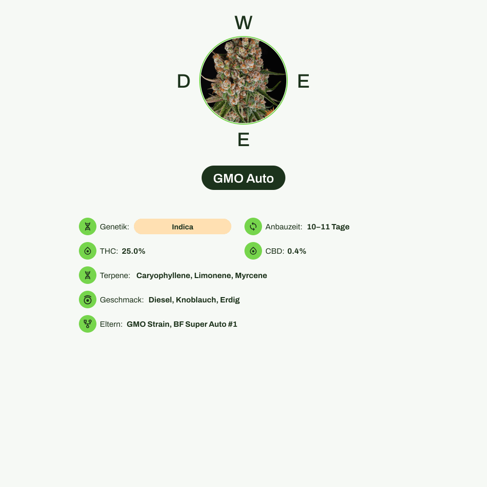 Infografik über THC-Gehalt, CBD-Gehalt, Terpene, Wirkungen, Geschmack von GMO Auto