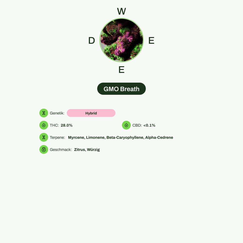 Infografik über THC-Gehalt, CBD-Gehalt, Terpene, Wirkungen, Geschmack von GMO Breath