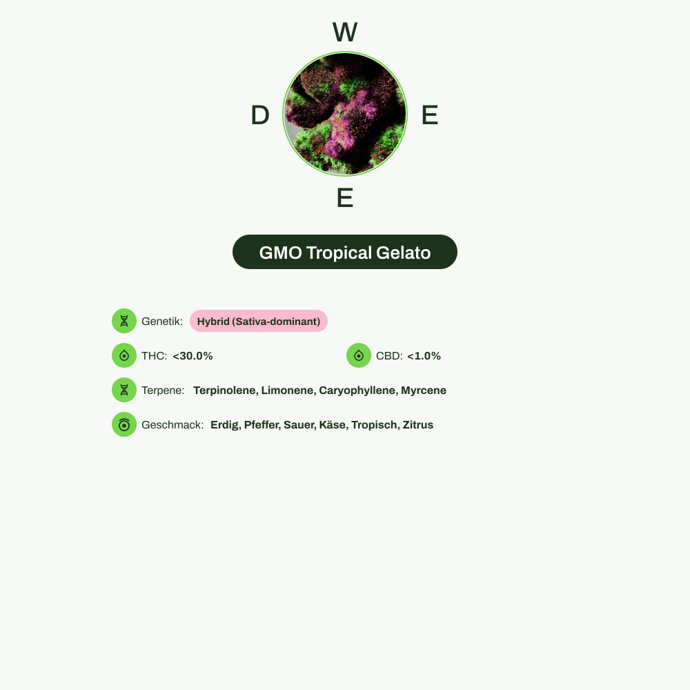 Infografik über THC-Gehalt, CBD-Gehalt, Terpene, Wirkungen, Geschmack von GMO Tropical Gelato