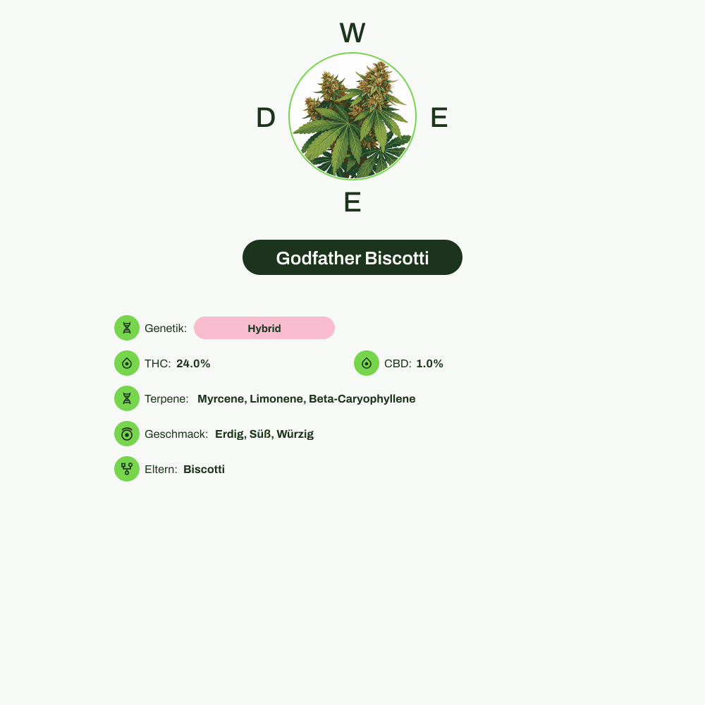 Infografik über THC-Gehalt, CBD-Gehalt, Terpene, Wirkungen, Geschmack von Godfather Biscotti