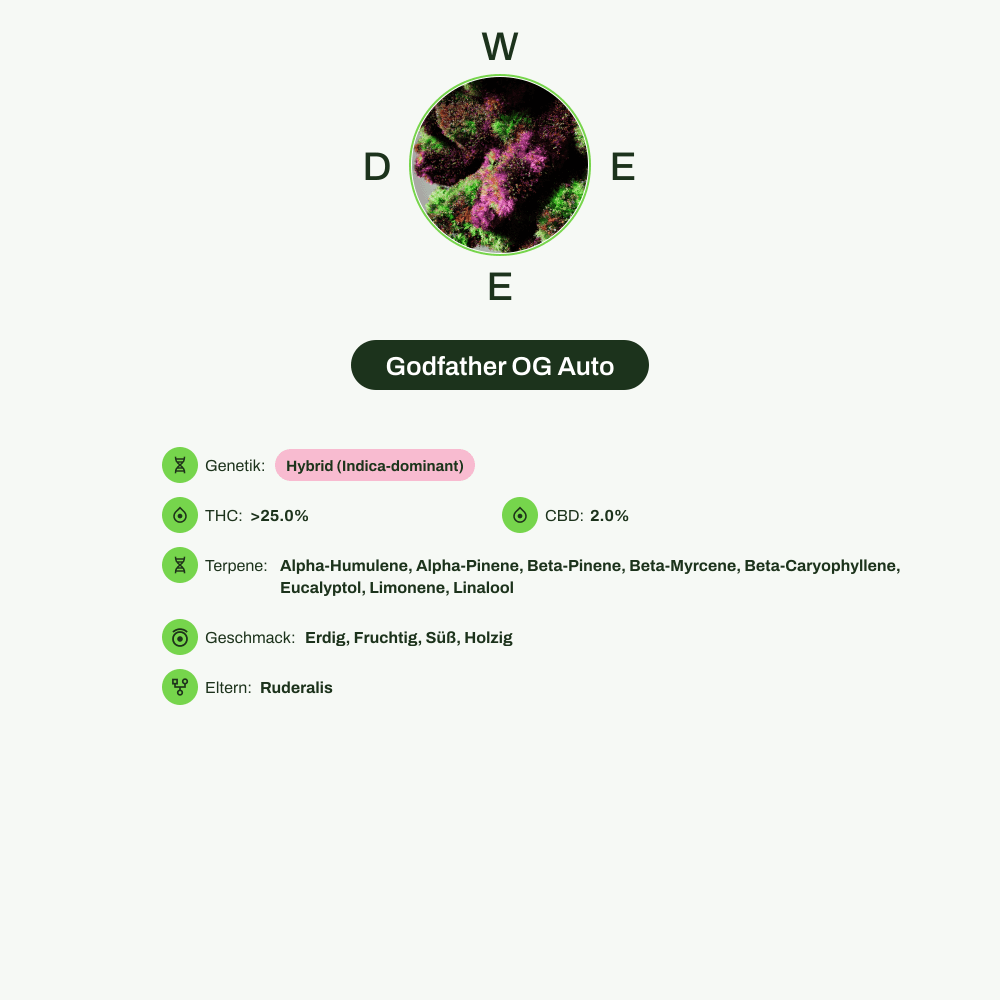 Infografik über THC-Gehalt, CBD-Gehalt, Terpene, Wirkungen, Geschmack von Godfather OG Auto