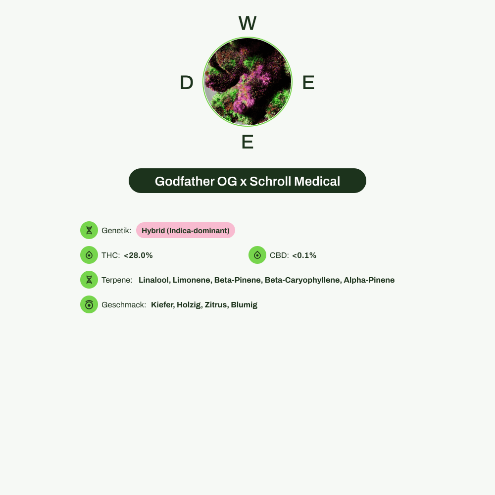 Infografik über THC-Gehalt, CBD-Gehalt, Terpene, Wirkungen, Geschmack von Godfather OG x Schroll Medical
