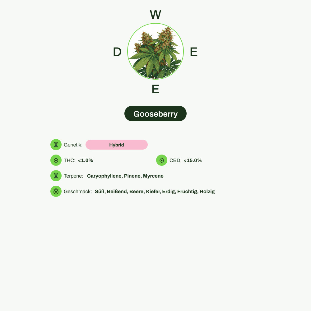 Infografik über THC-Gehalt, CBD-Gehalt, Terpene, Wirkungen, Geschmack von Gooseberry