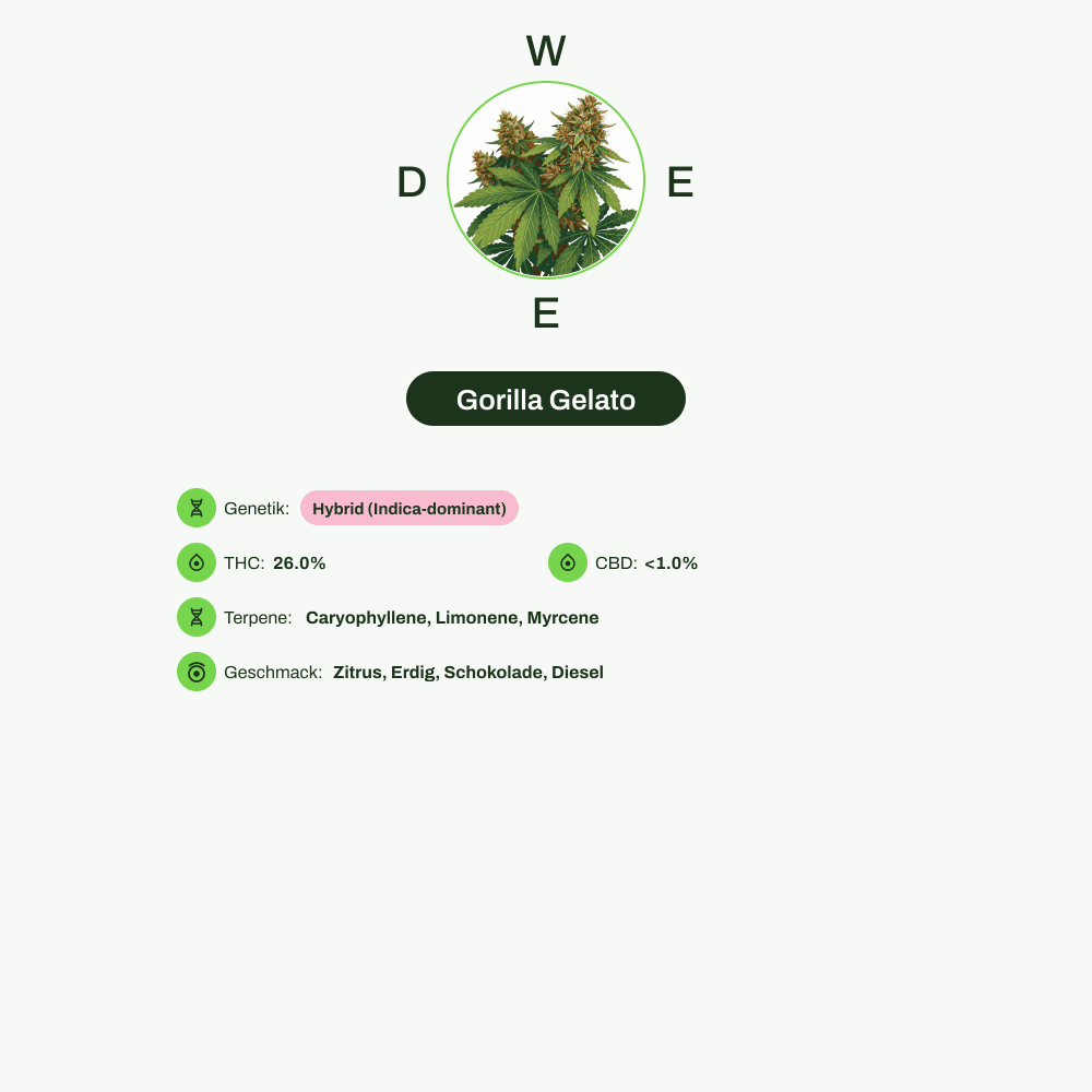 Infografik über THC-Gehalt, CBD-Gehalt, Terpene, Wirkungen, Geschmack von Gorilla Gelato