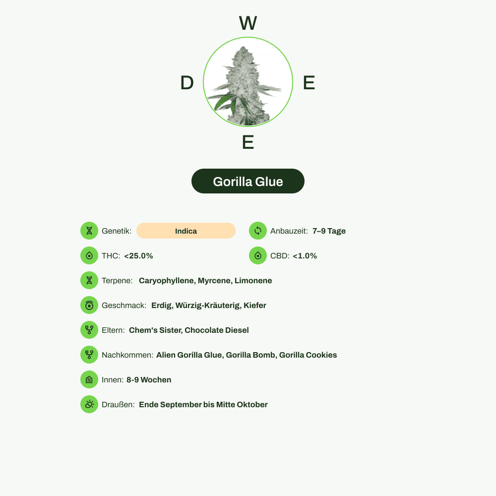 Infografik über THC-Gehalt, CBD-Gehalt, Terpene, Wirkungen, Geschmack von Gorilla Glue