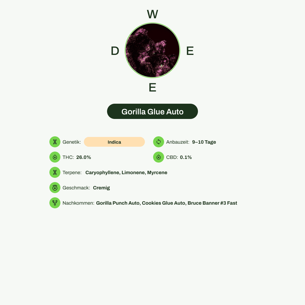 Infografik über THC-Gehalt, CBD-Gehalt, Terpene, Geschmack von Gorilla Glue Auto