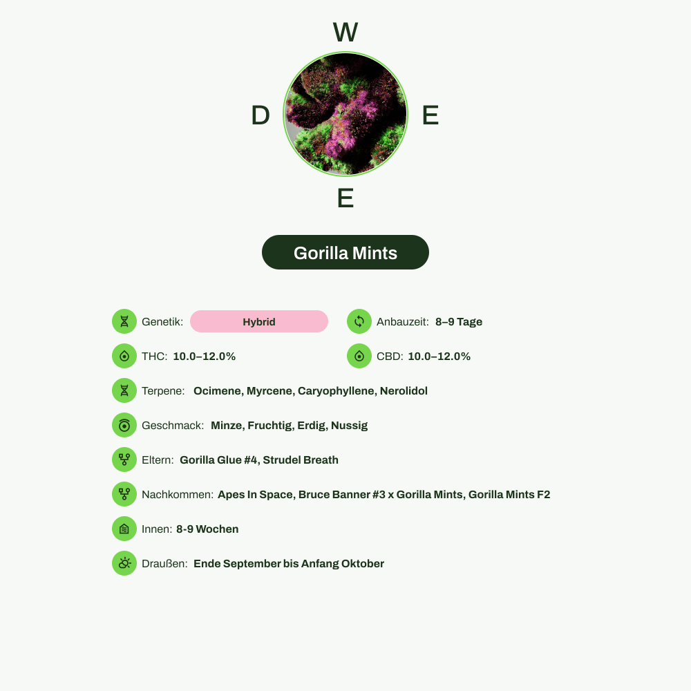 Infografik über THC-Gehalt, CBD-Gehalt, Terpene, Wirkungen, Geschmack von Gorilla Mints