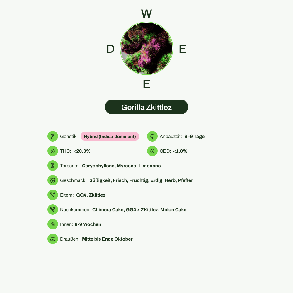 Infografik über THC-Gehalt, CBD-Gehalt, Terpene, Wirkungen, Geschmack von Gorilla Zkittlez