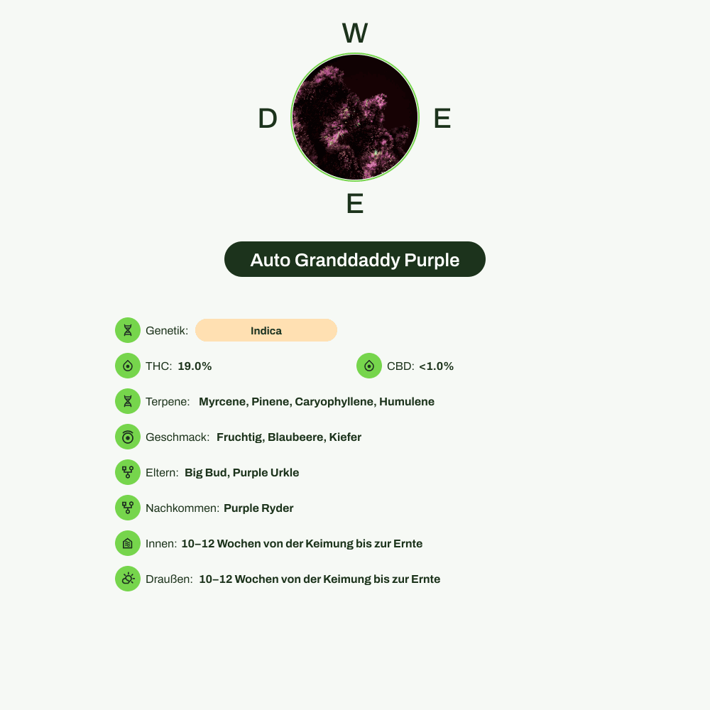 Infografik über THC-Gehalt, CBD-Gehalt, Terpene, Wirkungen, Geschmack von Auto Granddaddy Purple