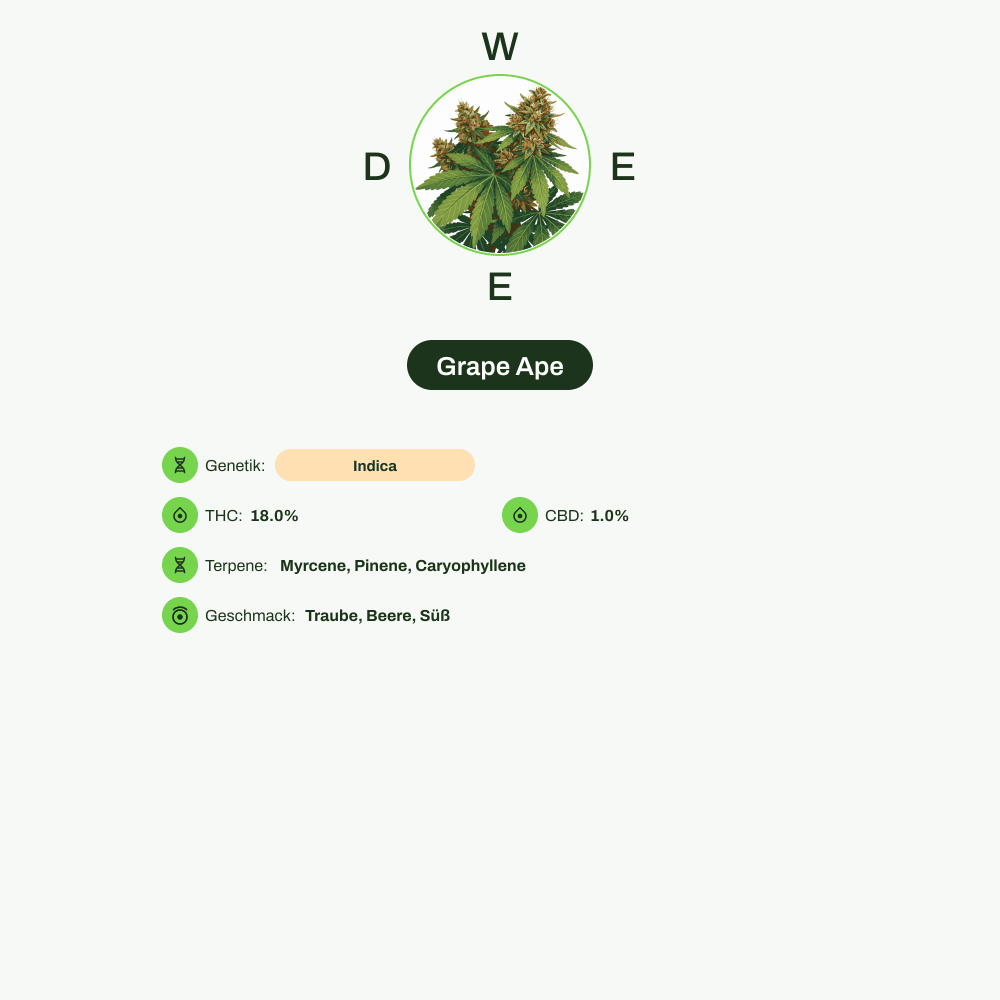 Infografik über THC-Gehalt, CBD-Gehalt, Terpene, Wirkungen, Geschmack von Grape Ape