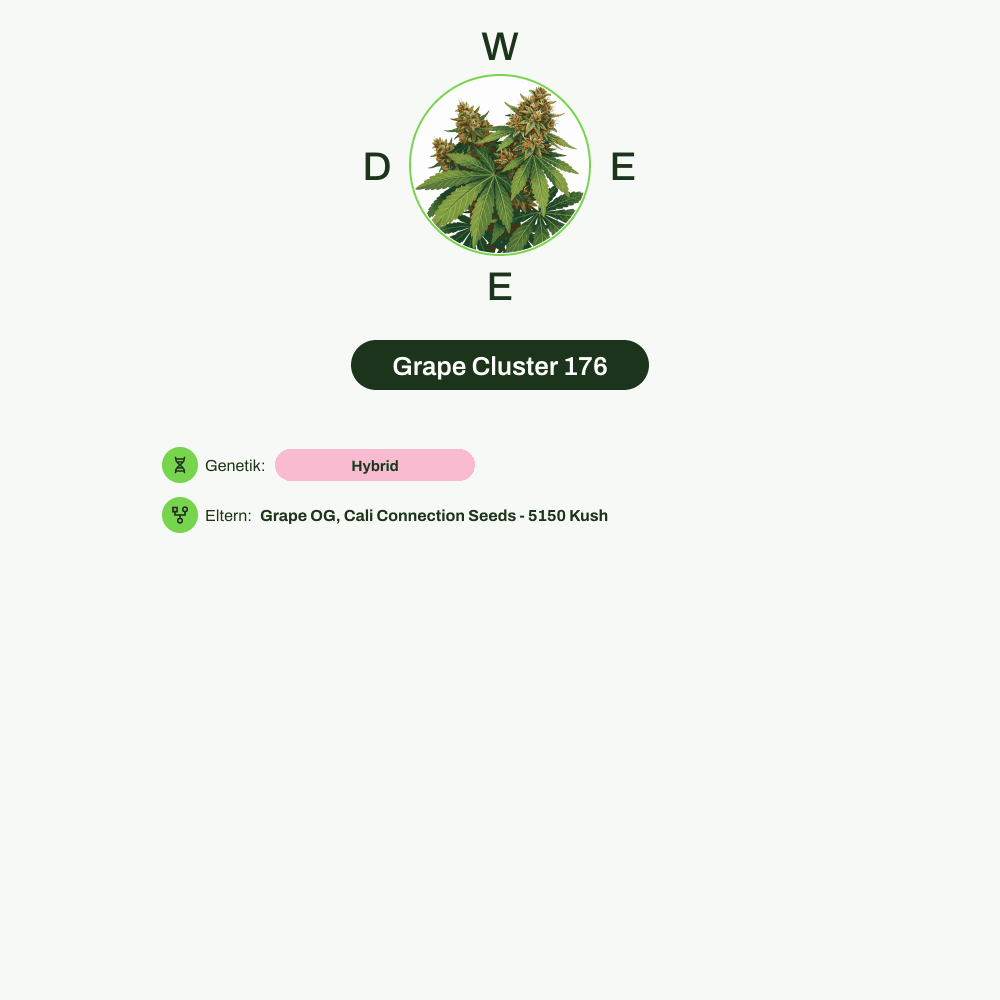 Infografik über THC-Gehalt, CBD-Gehalt von Grape Cluster 176