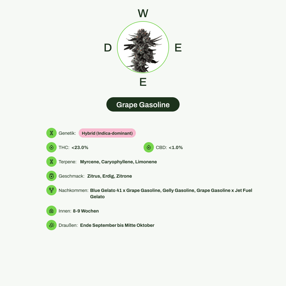 Infografik über THC-Gehalt, CBD-Gehalt, Terpene, Wirkungen, Geschmack von Grape Gasoline
