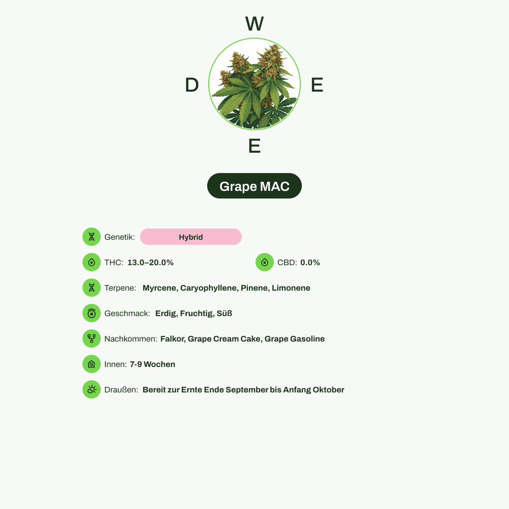 Infografik über THC-Gehalt, CBD-Gehalt, Terpene, Wirkungen, Geschmack von Grape MAC