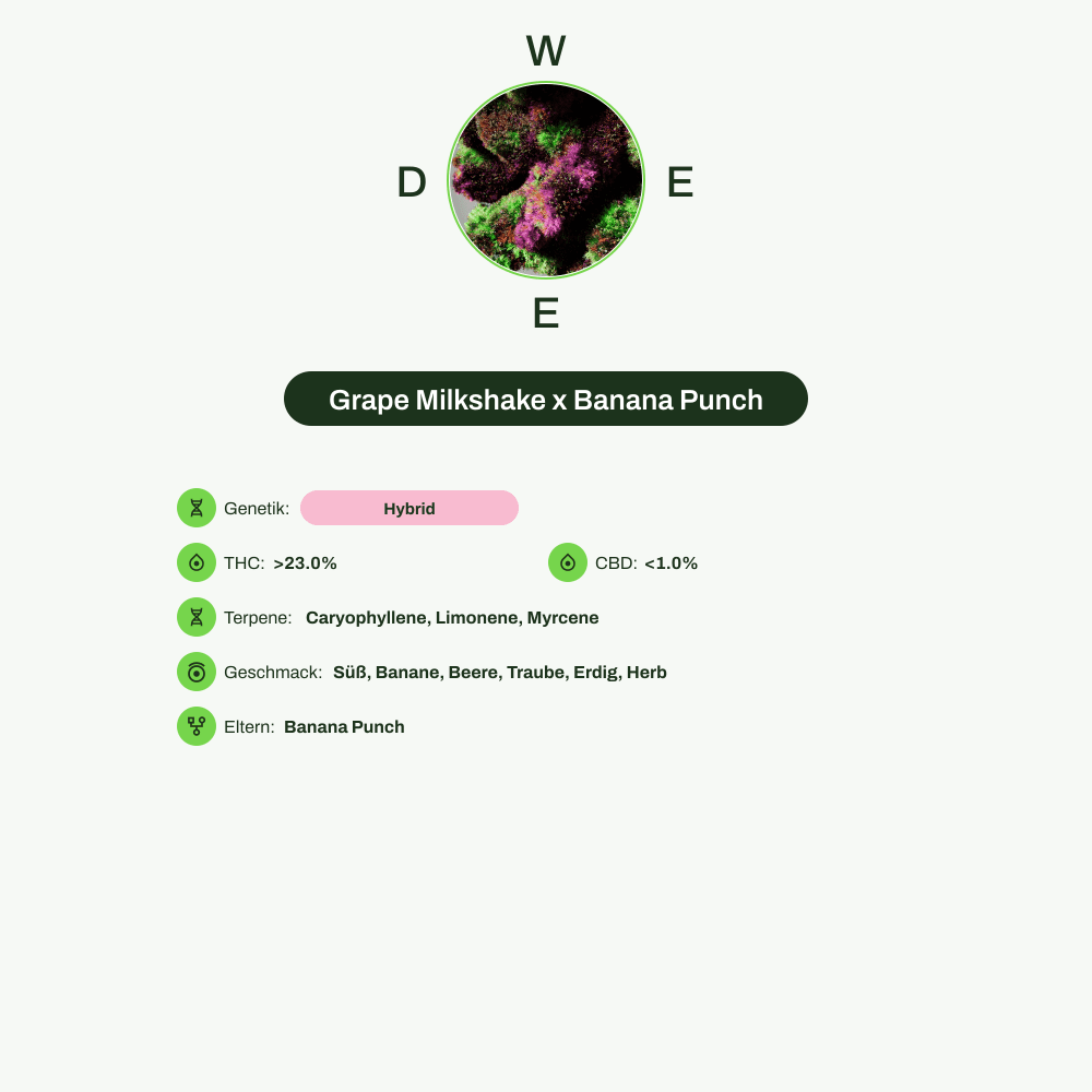 Infografik über THC-Gehalt, CBD-Gehalt, Terpene, Wirkungen, Geschmack von Grape Milkshake x Banana Punch