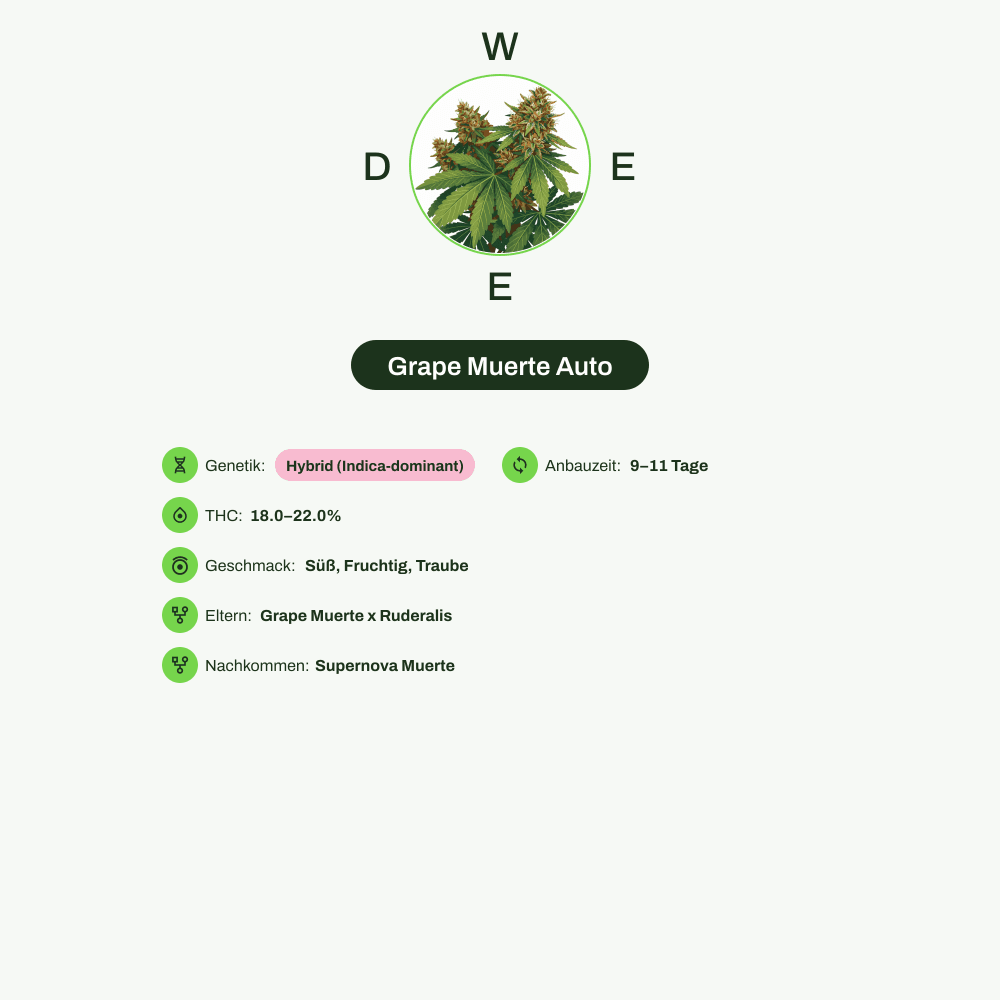 Infografik über THC-Gehalt, CBD-Gehalt, Terpene, Wirkungen, Geschmack von Grape Muerte Auto