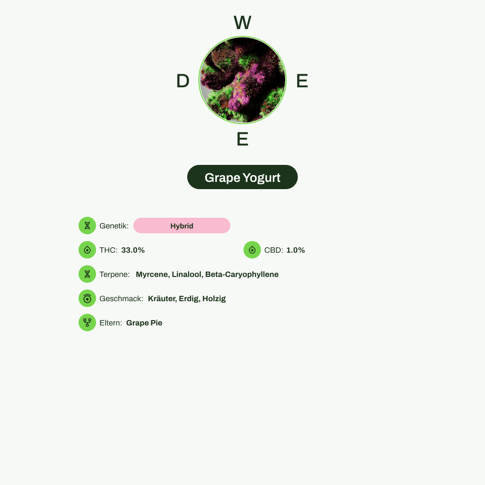 Infografik über THC-Gehalt, CBD-Gehalt, Terpene, Wirkungen, Geschmack von Grape Yogurt