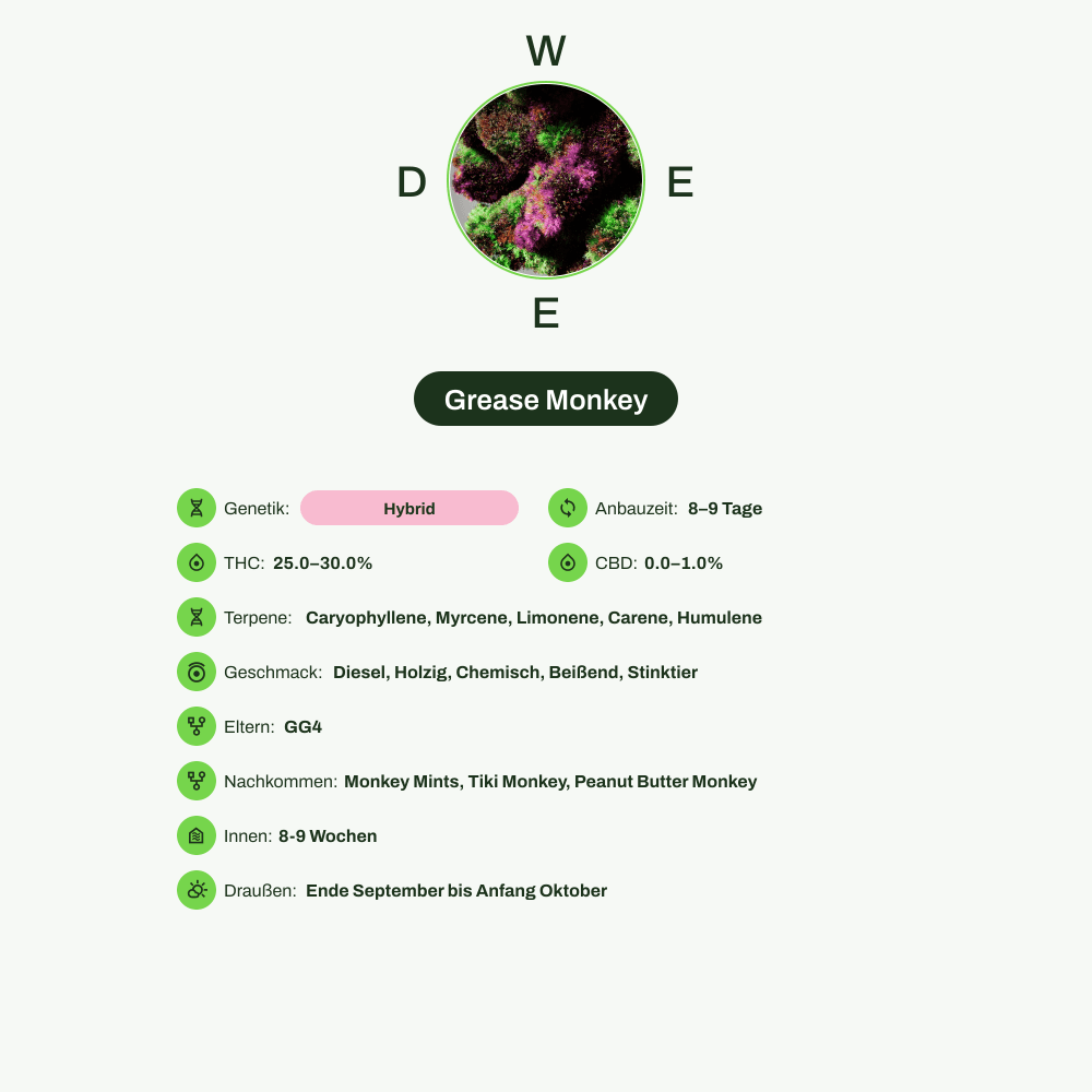 Infografik über THC-Gehalt, CBD-Gehalt, Terpene, Wirkungen, Geschmack von Grease Monkey