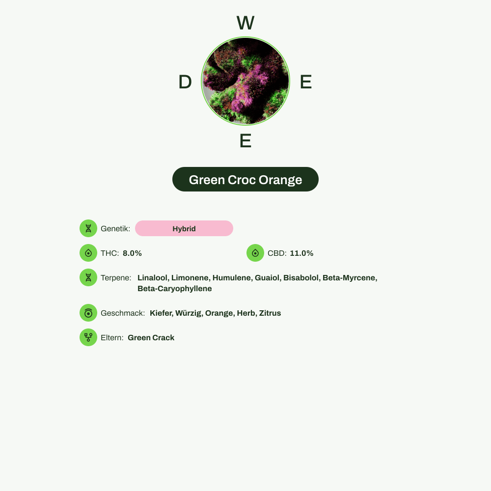 Infografik über THC-Gehalt, CBD-Gehalt, Terpene, Wirkungen, Geschmack von Green Croc Orange