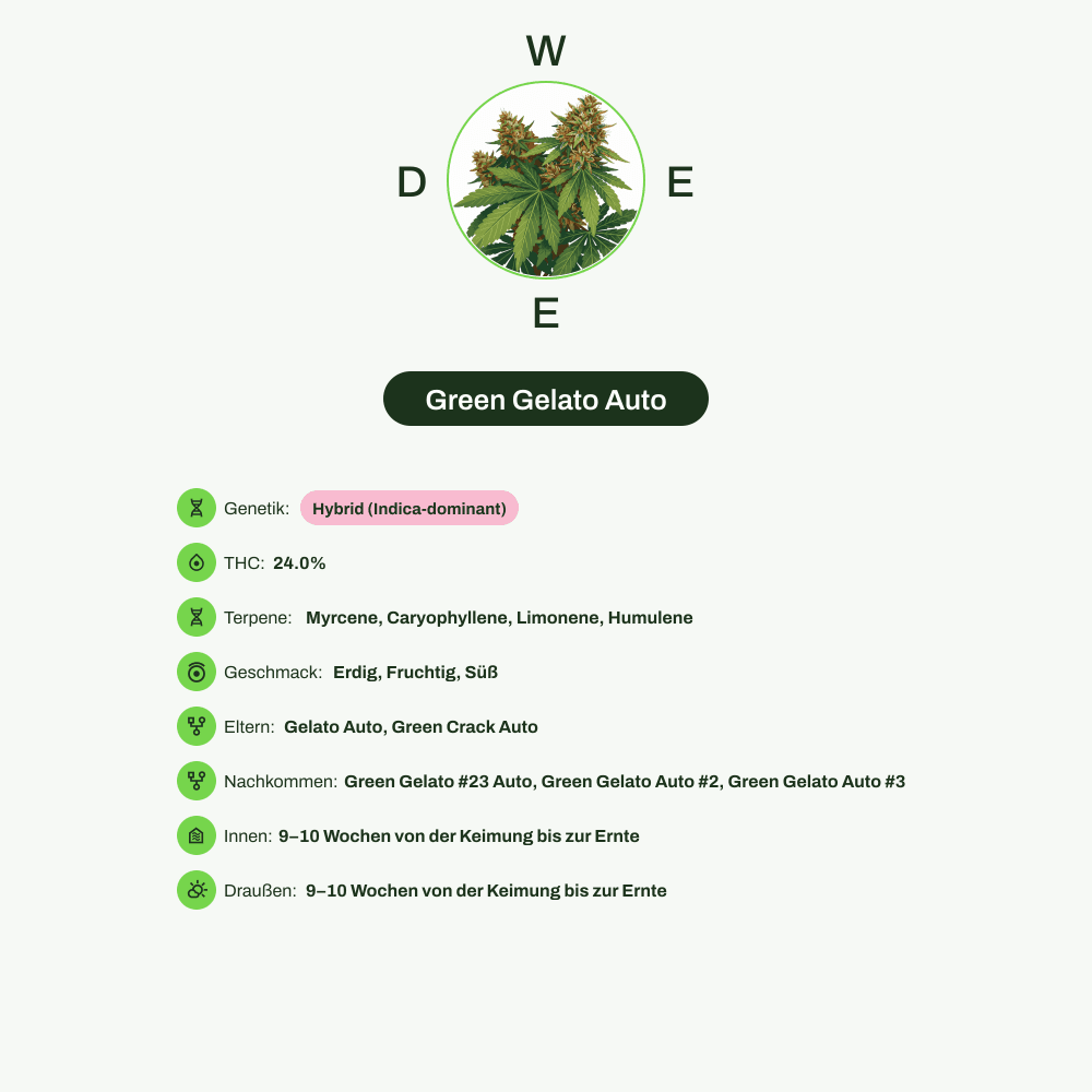 Infografik über THC-Gehalt, CBD-Gehalt, Terpene, Wirkungen, Geschmack von Green Gelato Auto