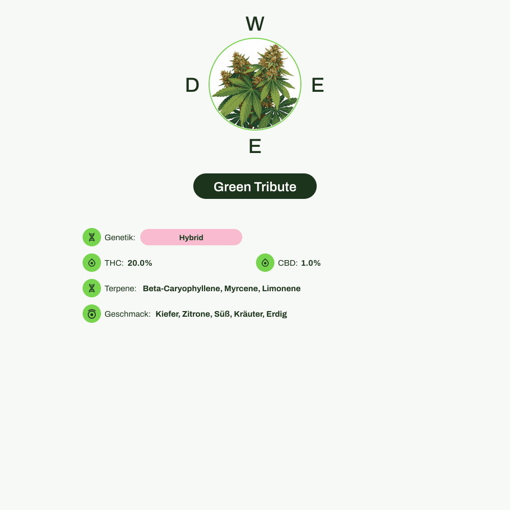 Infografik über THC-Gehalt, CBD-Gehalt, Terpene, Wirkungen, Geschmack von Green Tribute