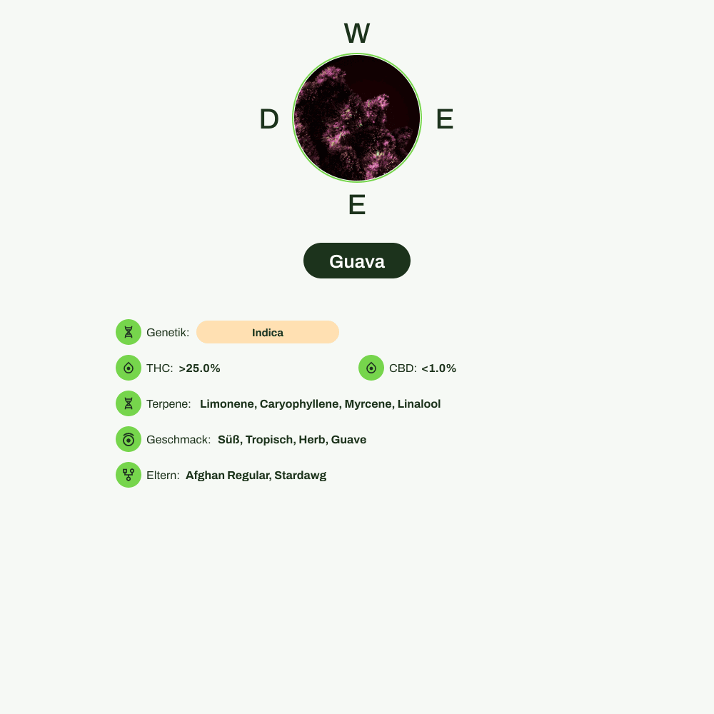 Infografik über THC-Gehalt, CBD-Gehalt, Terpene, Wirkungen, Geschmack von Guava