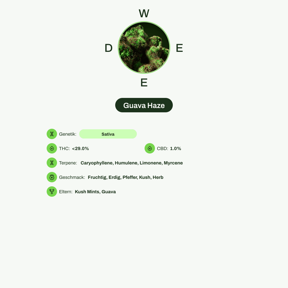 Infografik über THC-Gehalt, CBD-Gehalt, Terpene, Wirkungen, Geschmack von Guava Haze