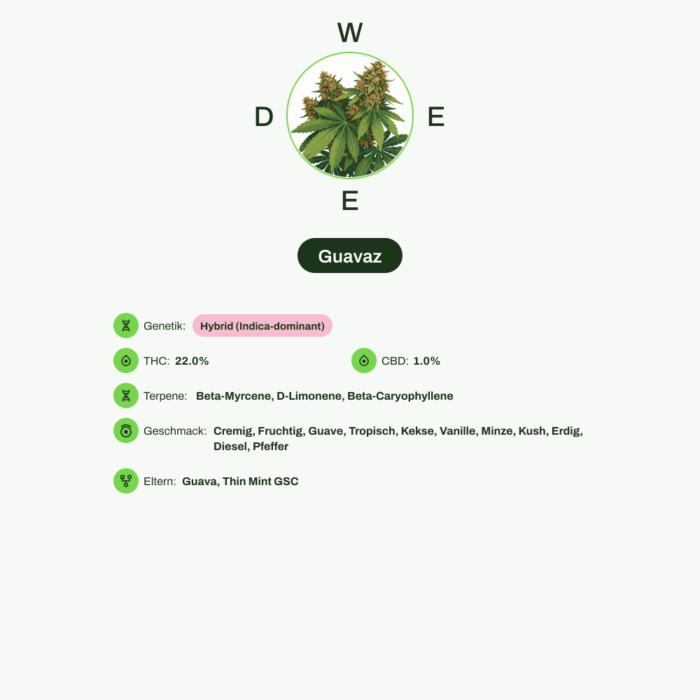 Infografik über THC-Gehalt, CBD-Gehalt, Terpene, Wirkungen, Geschmack von Guavaz