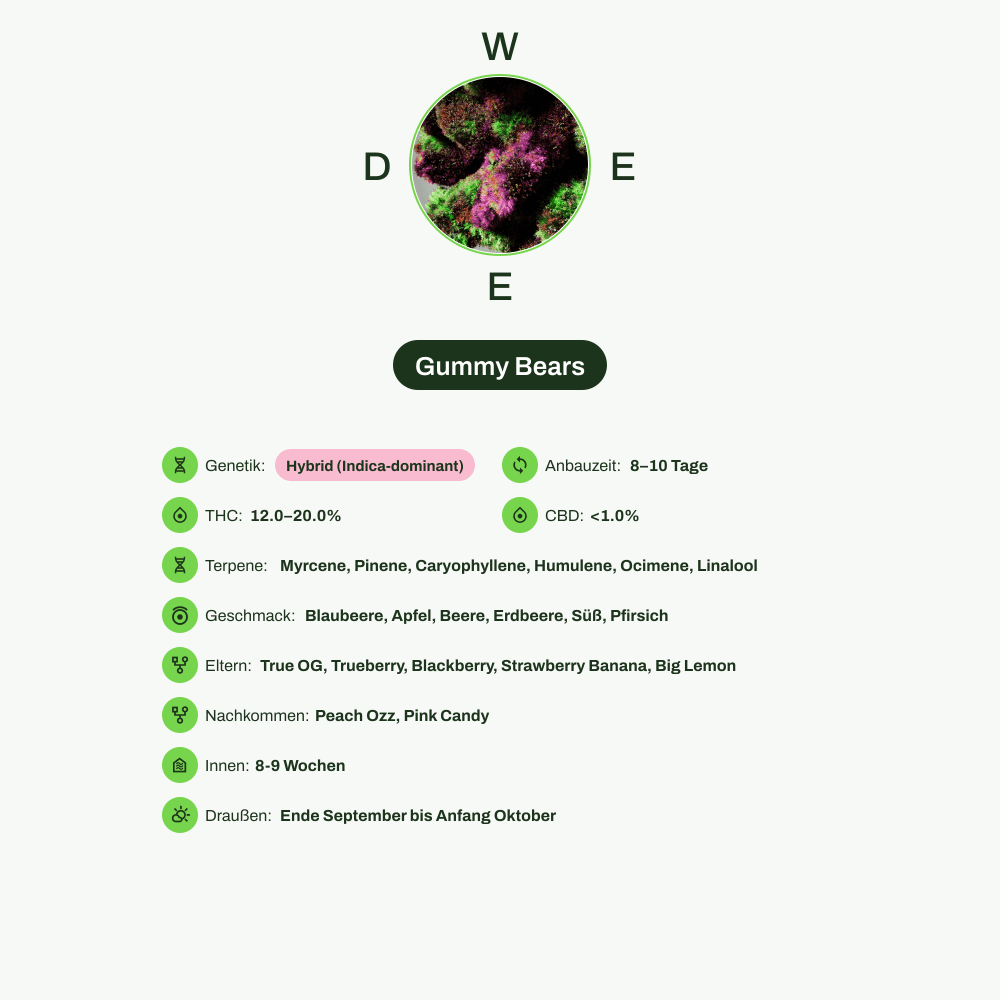 Infografik über THC-Gehalt, CBD-Gehalt, Terpene, Wirkungen, Geschmack von Gummy Bears