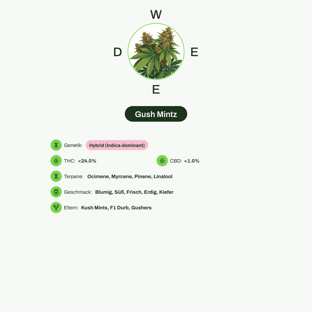 Infografik über THC-Gehalt, CBD-Gehalt, Terpene, Wirkungen, Geschmack von Gush Mintz