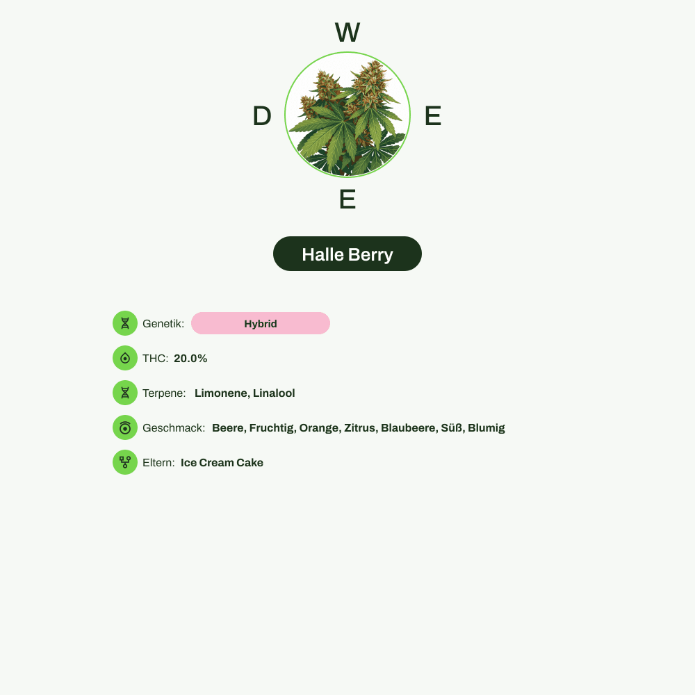 Infografik über THC-Gehalt, CBD-Gehalt, Terpene, Wirkungen, Geschmack von Halle Berry
