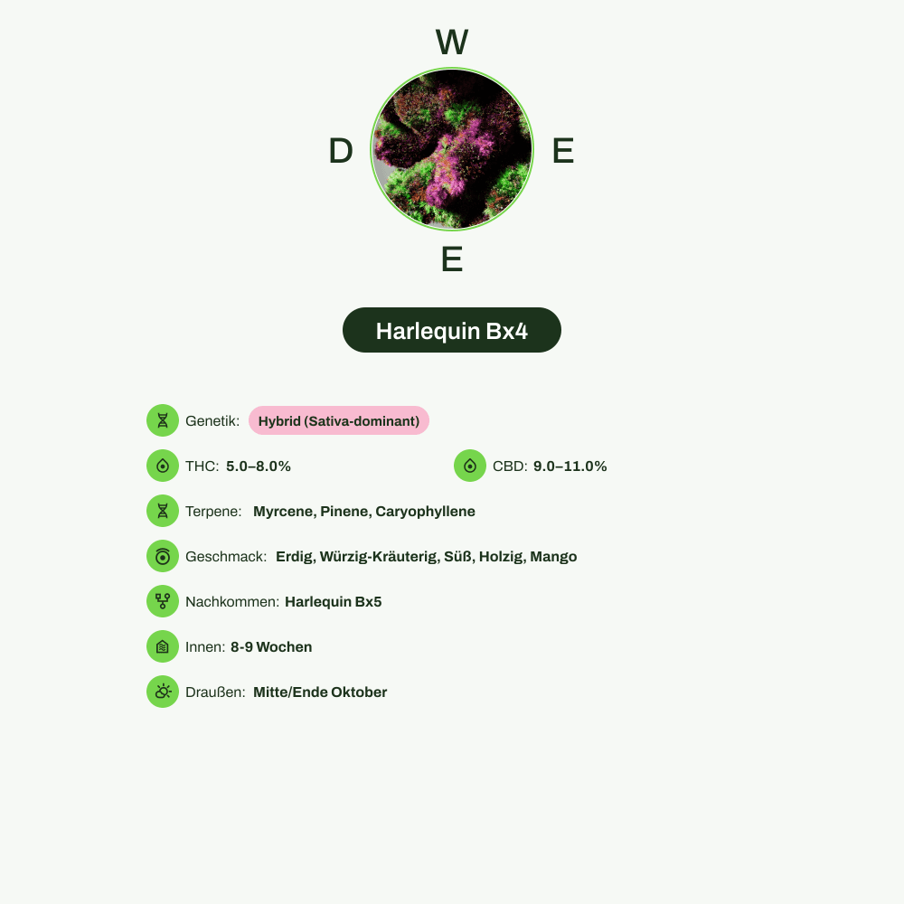 Infografik über THC-Gehalt, CBD-Gehalt, Terpene, Wirkungen, Geschmack von Harlequin Bx4
