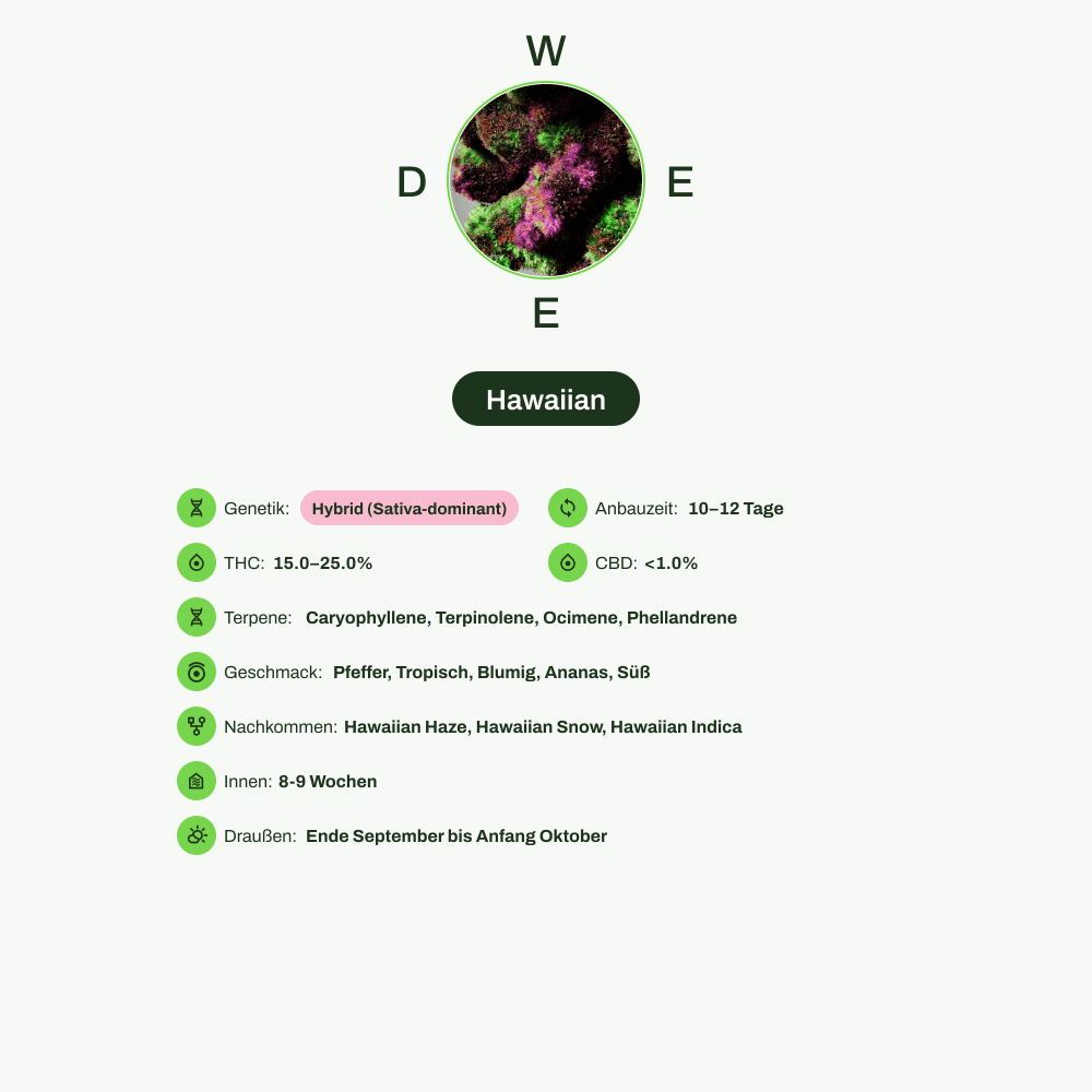 Infografik über THC-Gehalt, CBD-Gehalt, Terpene, Wirkungen, Geschmack von Hawaiian