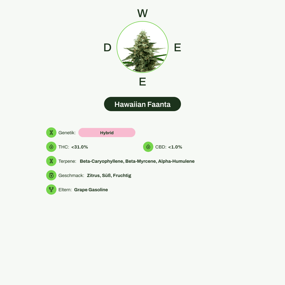 Infografik über THC-Gehalt, CBD-Gehalt, Terpene, Wirkungen, Geschmack von Hawaiian Faanta