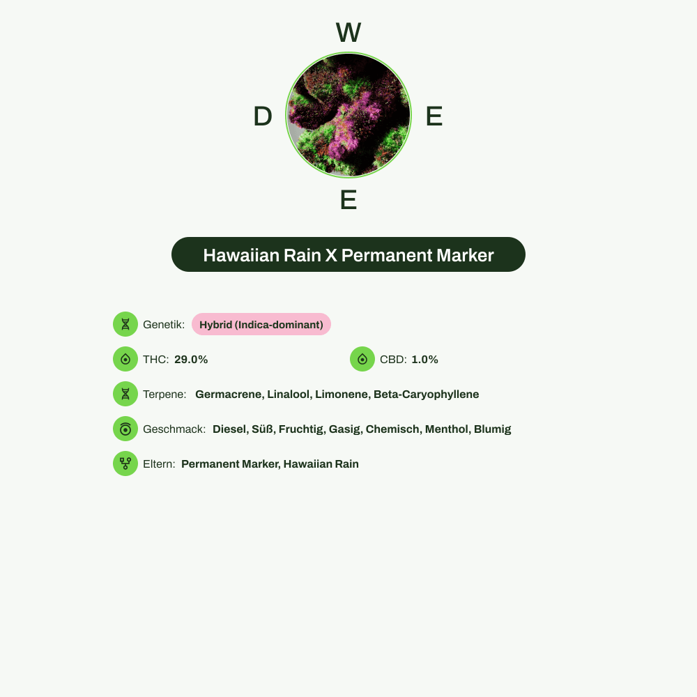 Infografik über THC-Gehalt, CBD-Gehalt, Terpene, Wirkungen, Geschmack von Hawaiian Rain X Permanent Marker