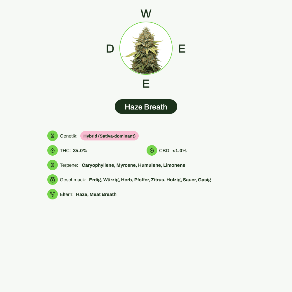 Infografik über THC-Gehalt, CBD-Gehalt, Terpene, Wirkungen, Geschmack von Haze Breath