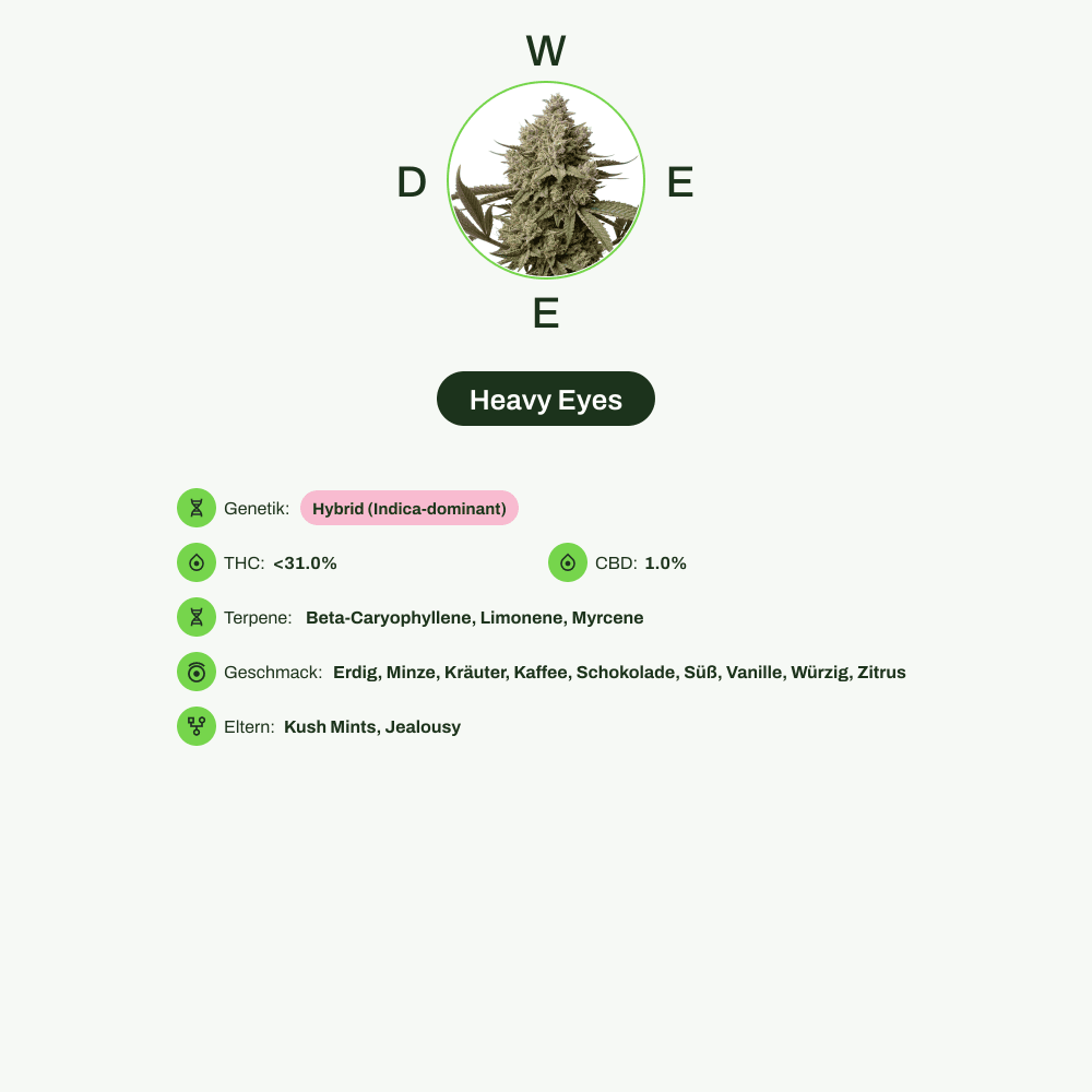 Infografik über THC-Gehalt, CBD-Gehalt, Terpene, Wirkungen, Geschmack von Heavy Eyes