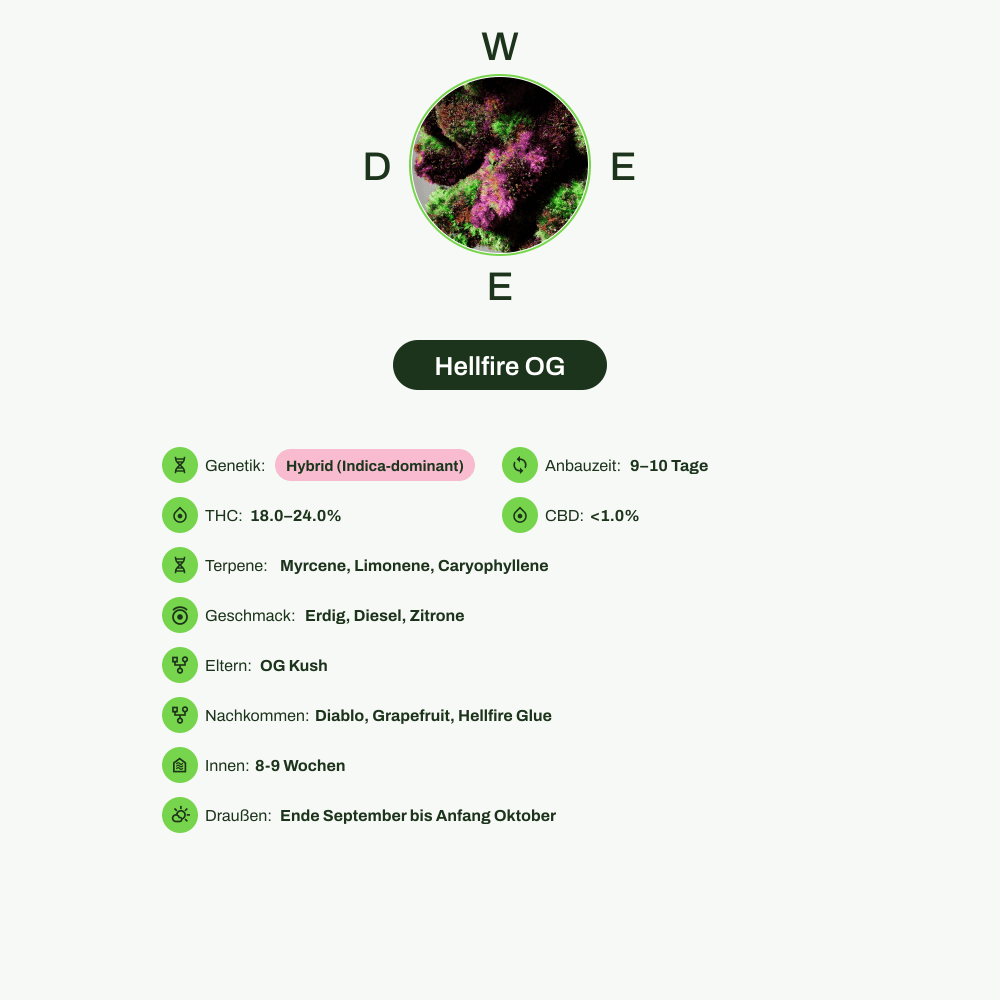 Infografik über THC-Gehalt, CBD-Gehalt, Terpene, Wirkungen, Geschmack von Hellfire OG