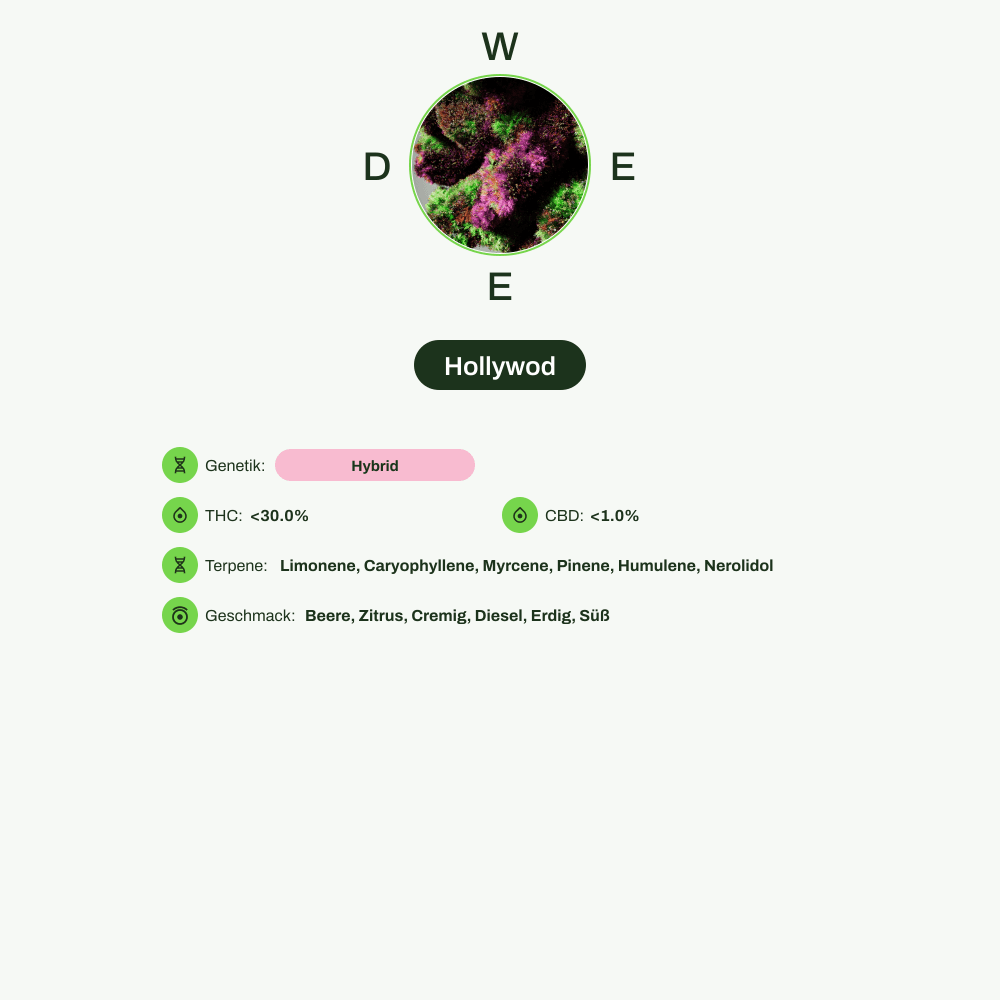 Infografik über THC-Gehalt, CBD-Gehalt, Terpene, Wirkungen, Geschmack von Hollywod